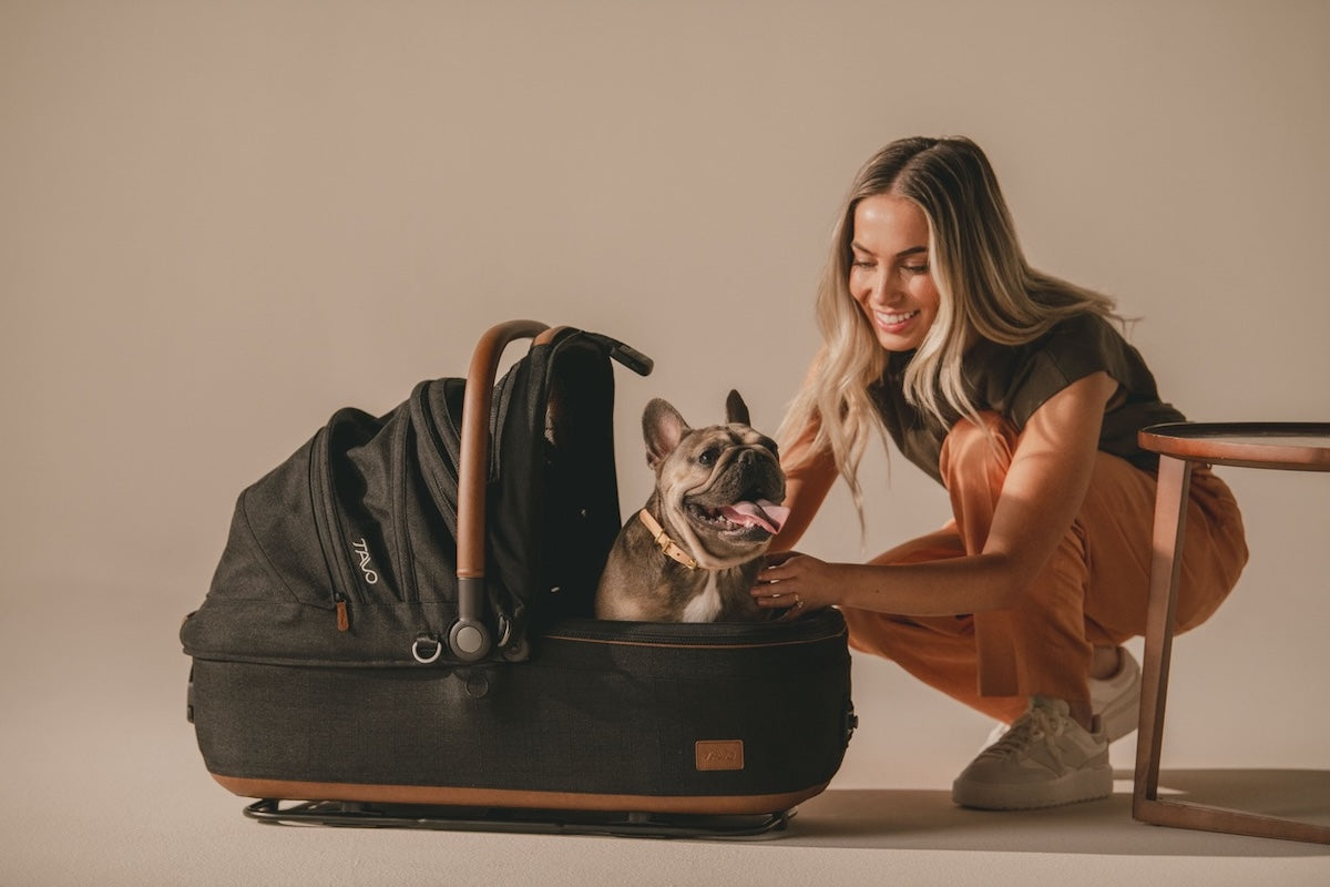 It’s Time to Shine the Spotlight on Safe Pet Travel