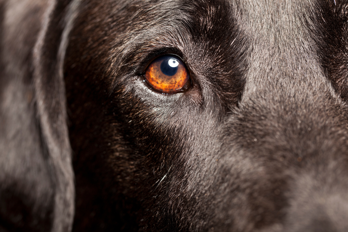 Navigating the World of Canine Blindness.