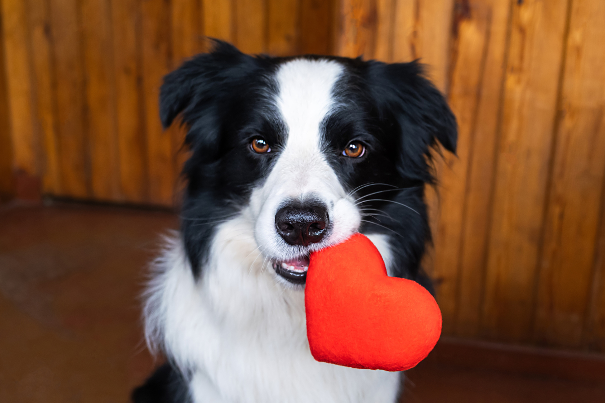 Free Webinar Examining Heart Disease in Dogs.