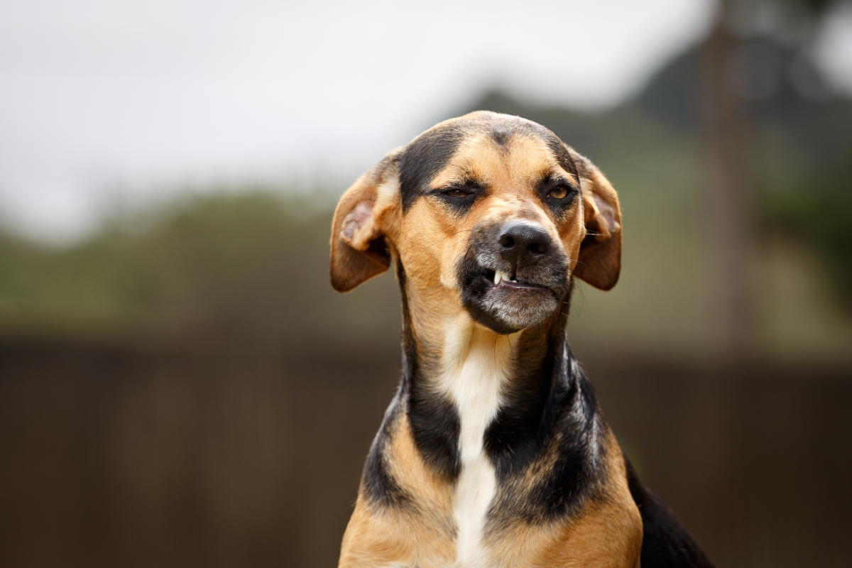 New RVC study gets to the bottom of what causes doggy diarrhoea