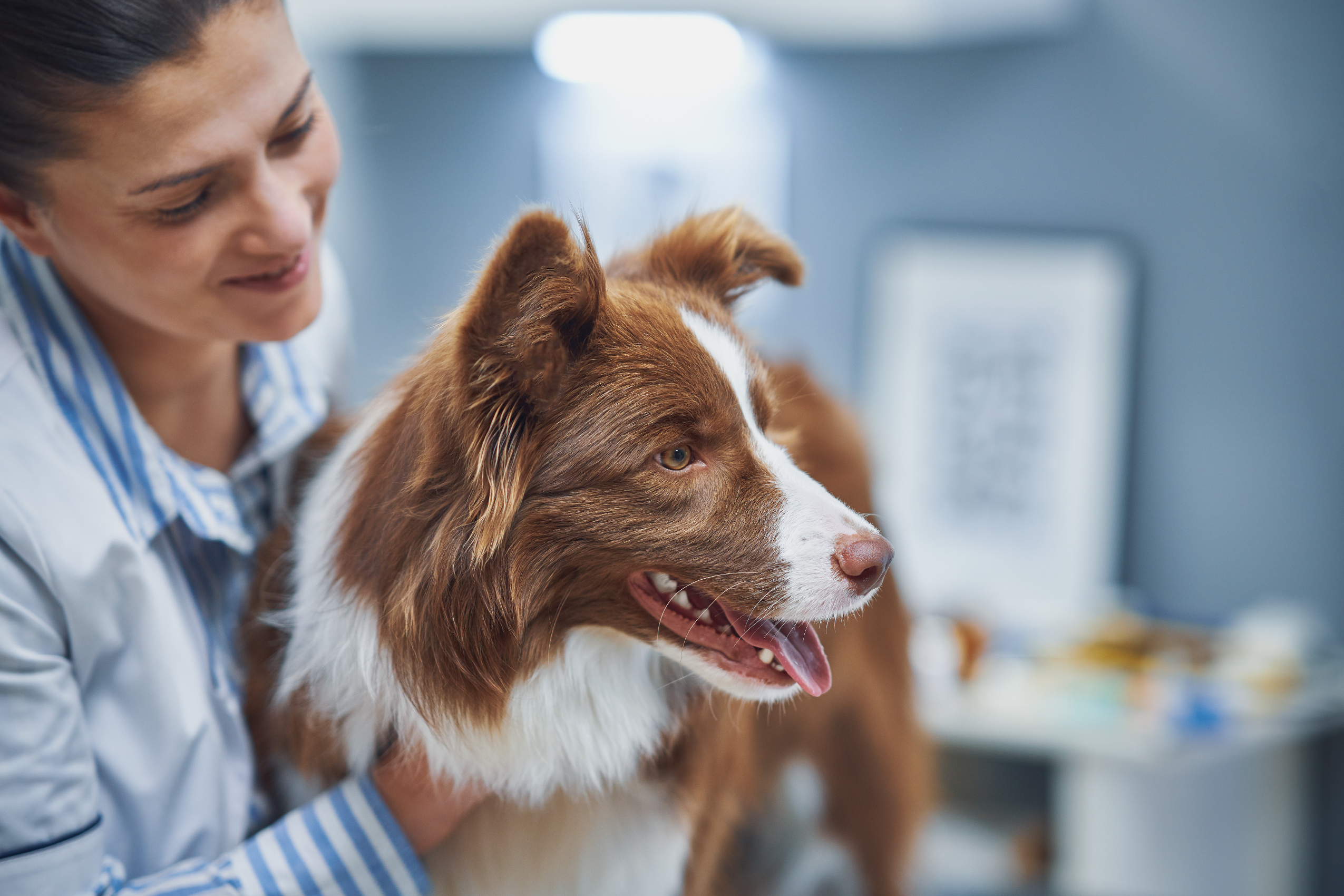 Kennel Club hosts FREE webinar on Canine Osteosarcoma