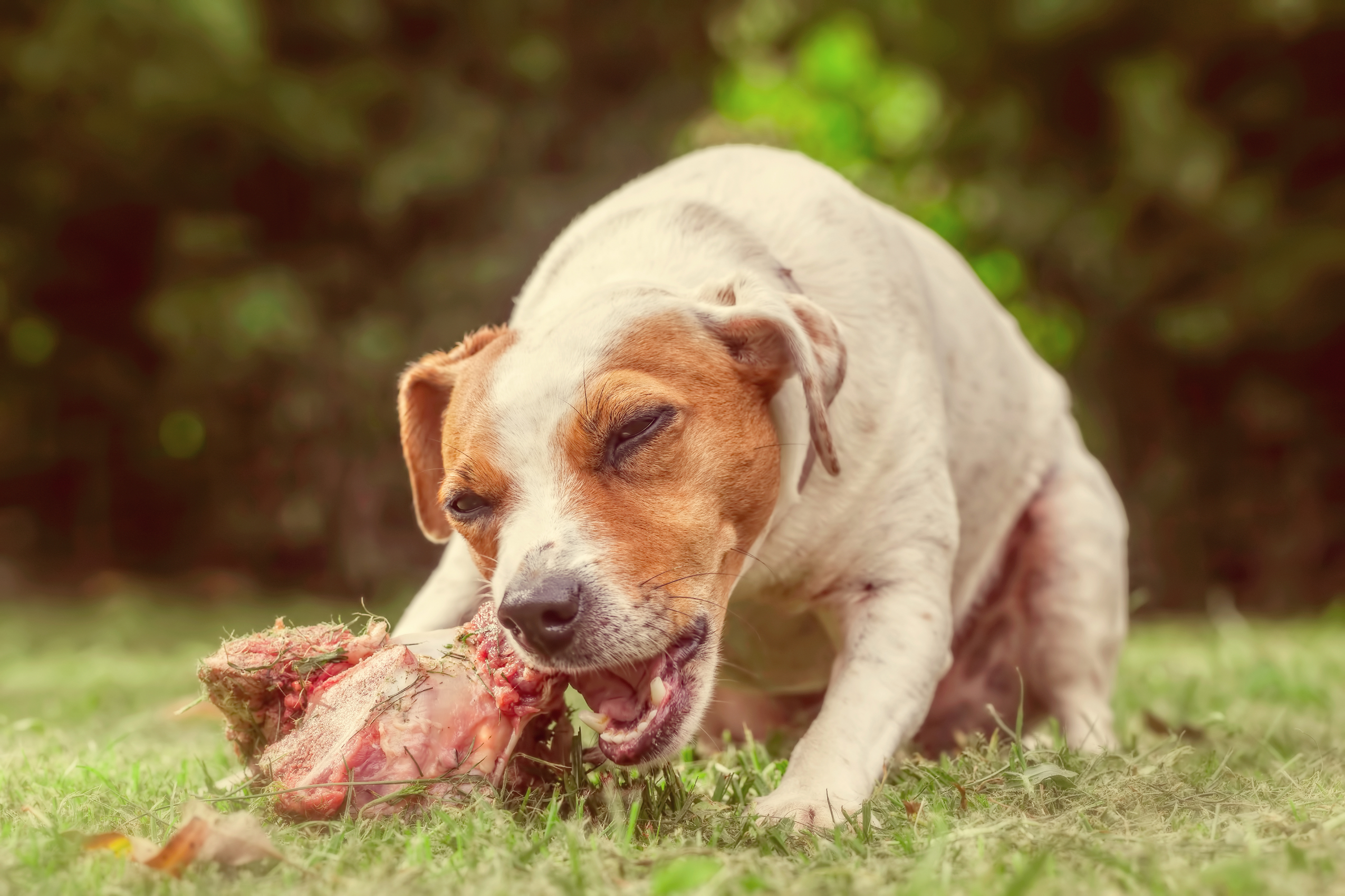 Feeding raw bones