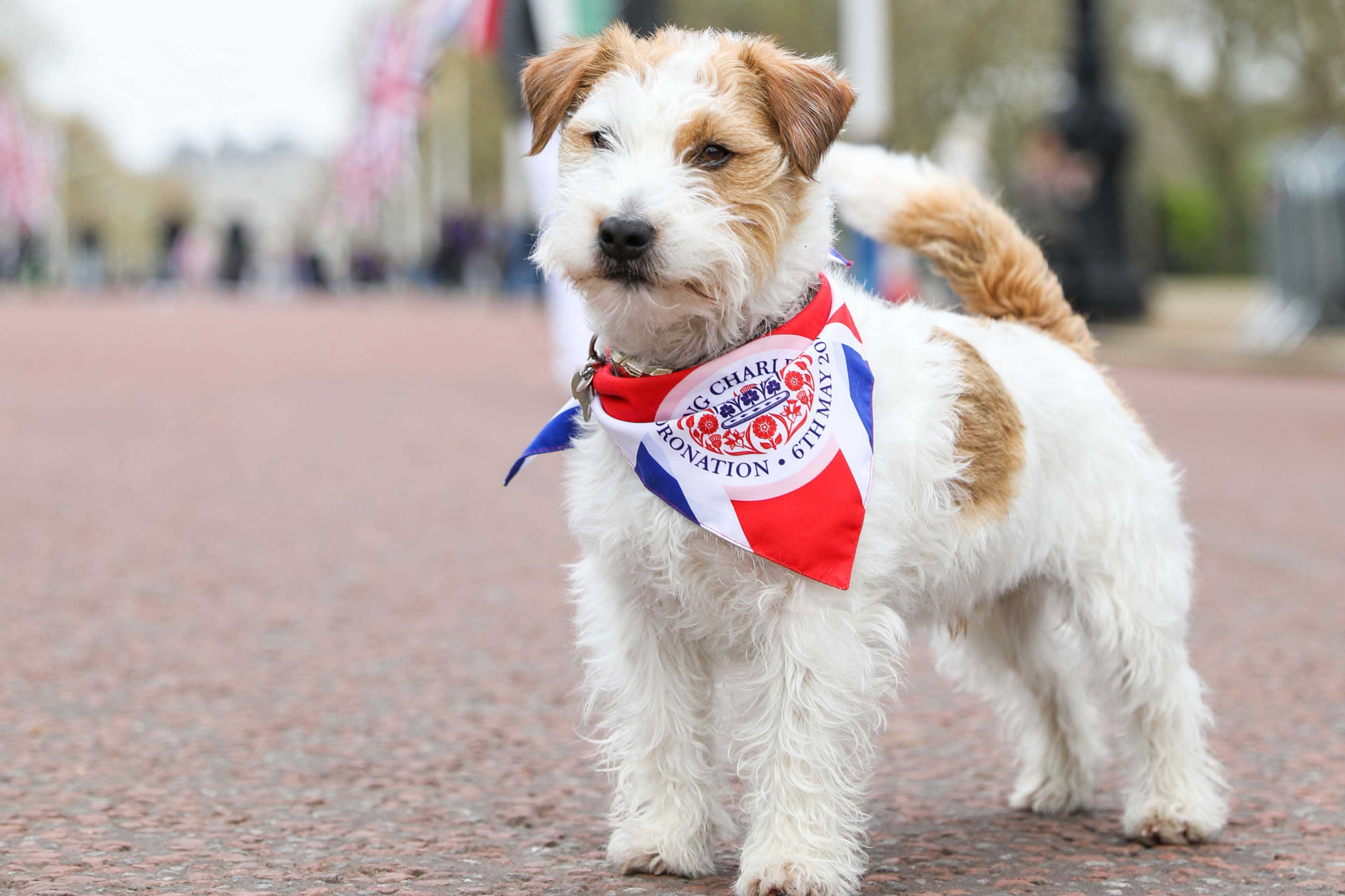 Jumping Jack: the popularity of the Jack Russell soars