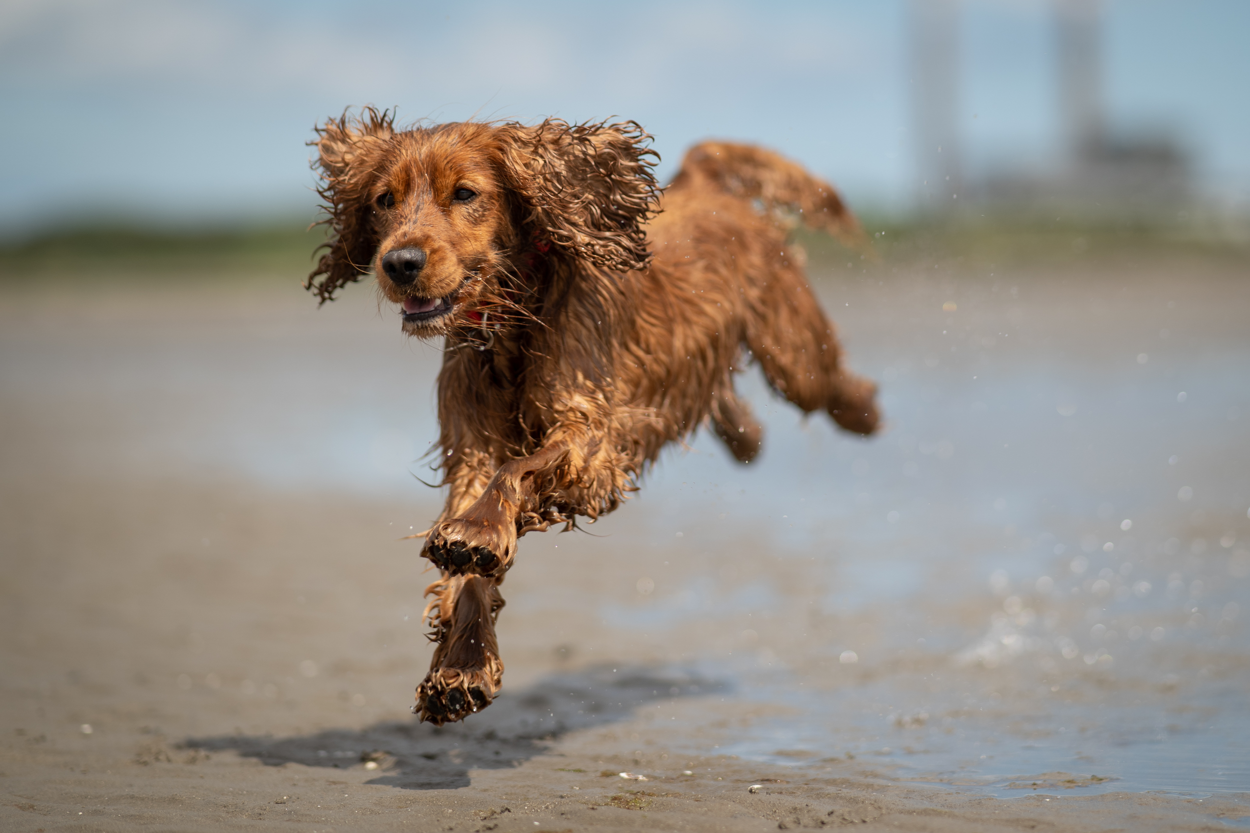 The most common disorders in English Cocker Spaniels