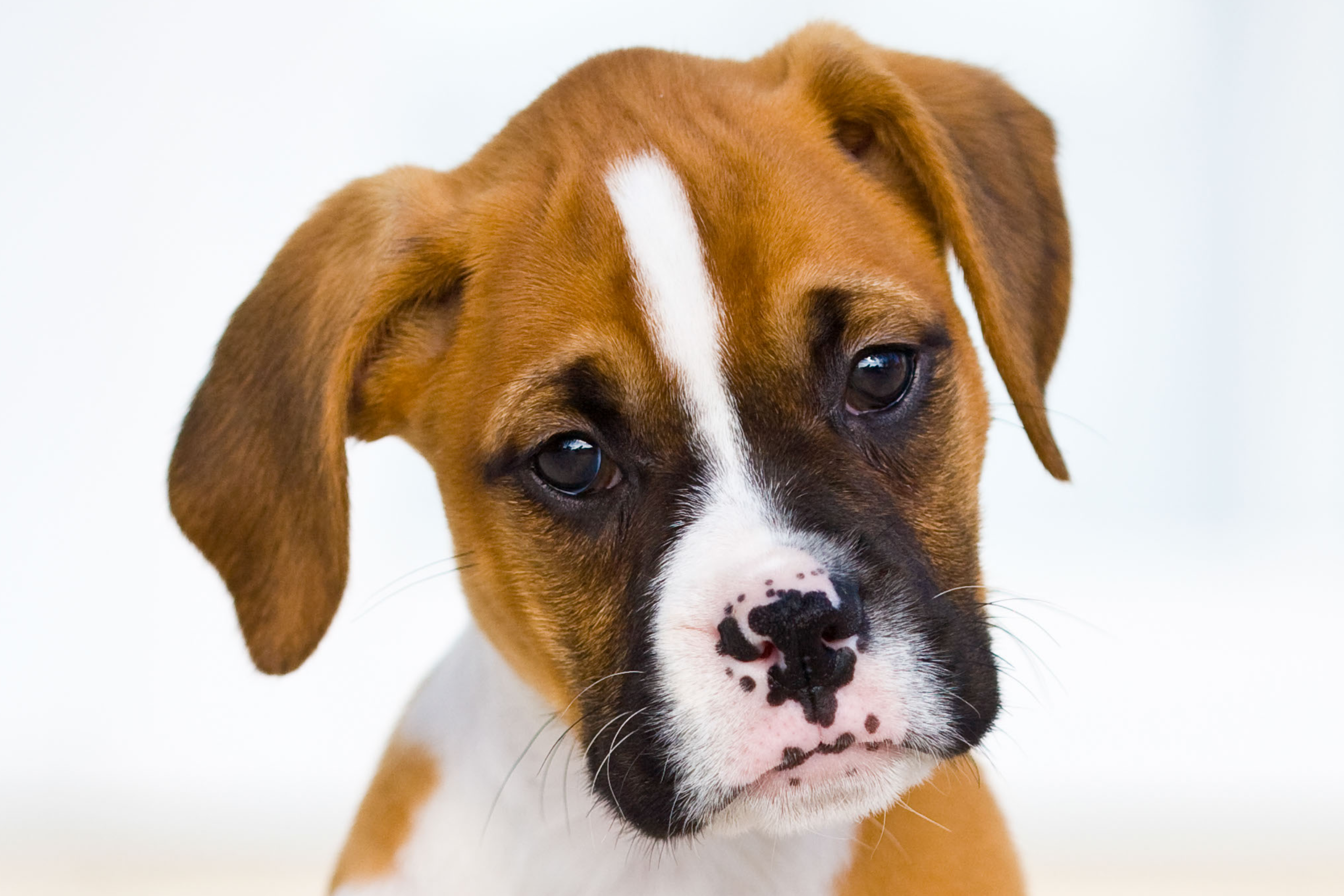 RVC study identifies cancers as health priority in Boxer dogs.