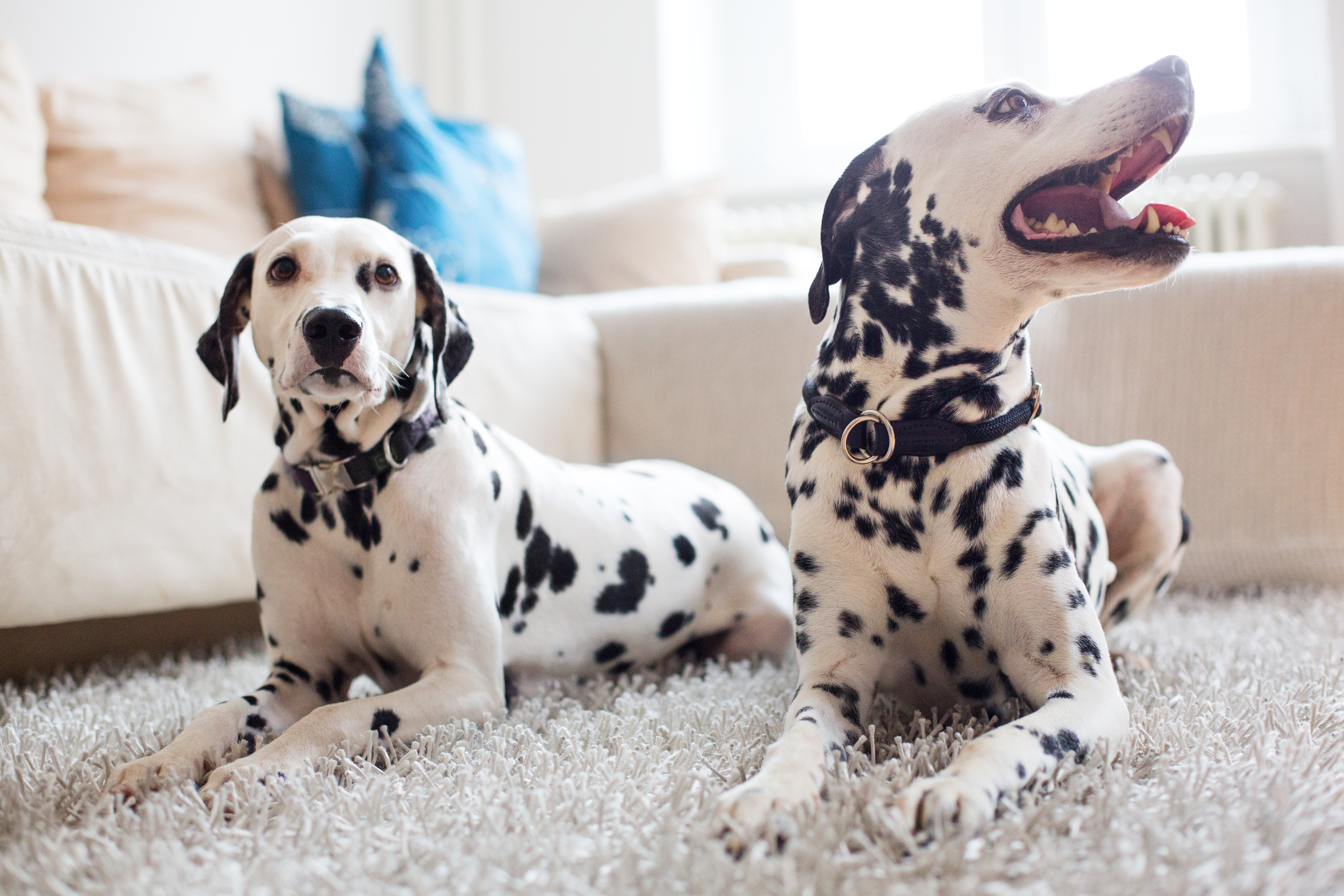 Training in a multi-dog household