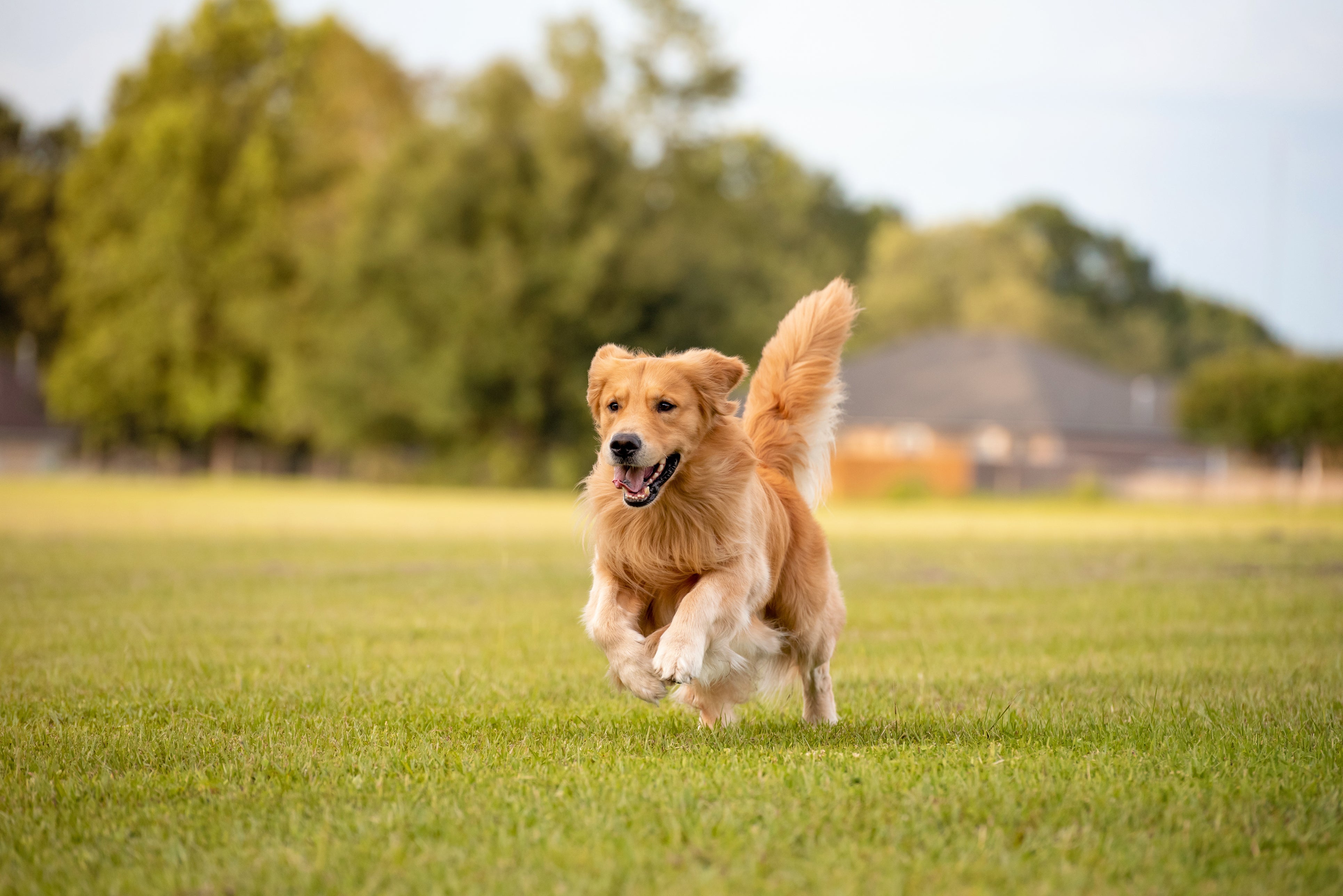 Dog Obesity: The Welfare Risk of Normalising Excess Weight