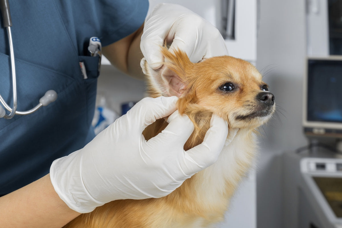 Boss Pets Brings Trusted Ear Care to the UK