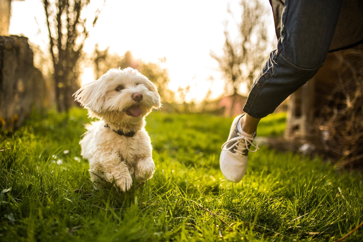 What is Canine Muscular Health Awareness Month?