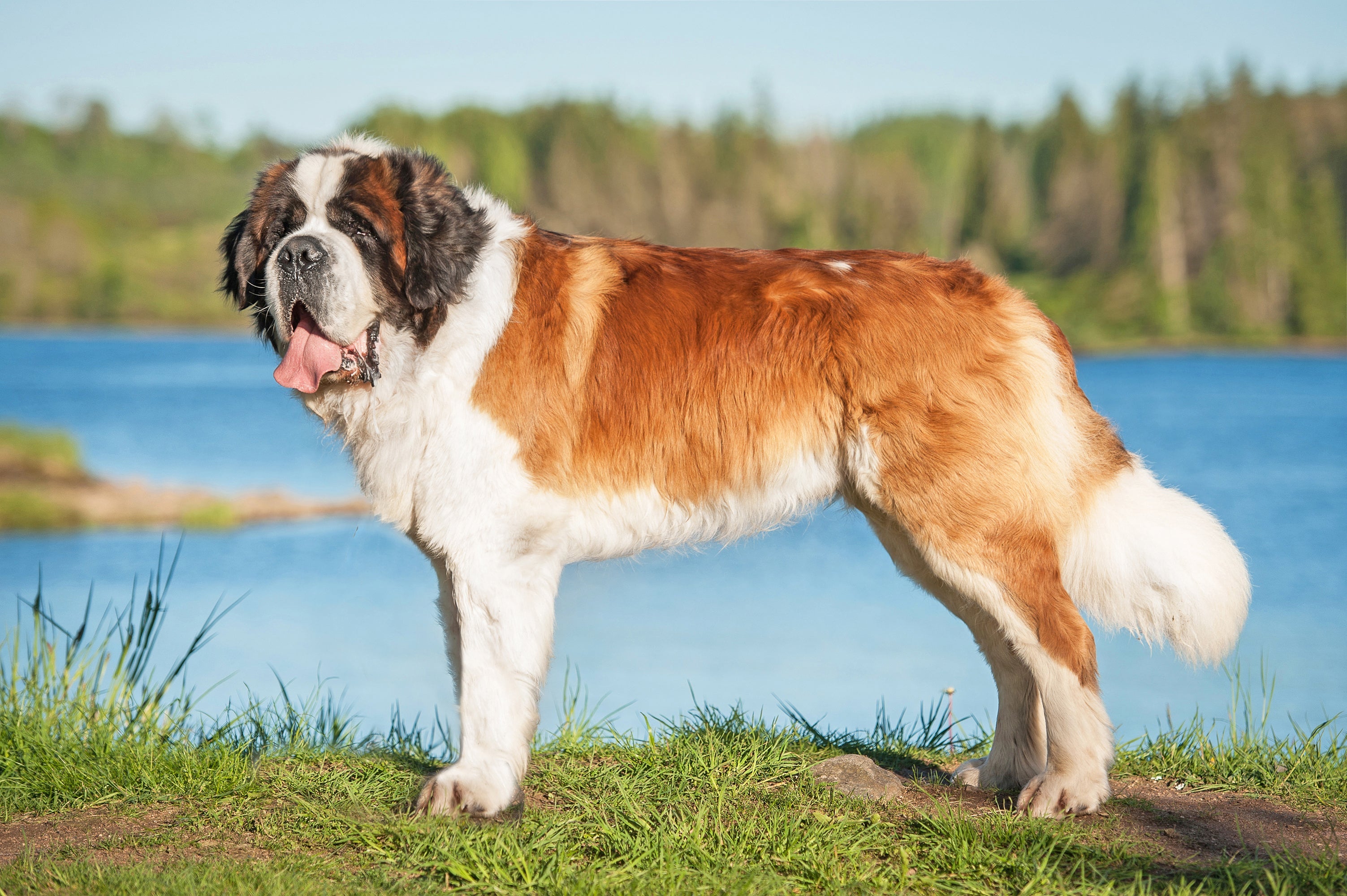 Research Reveals Health and Lifespan Challenges in Giant Breed Dogs